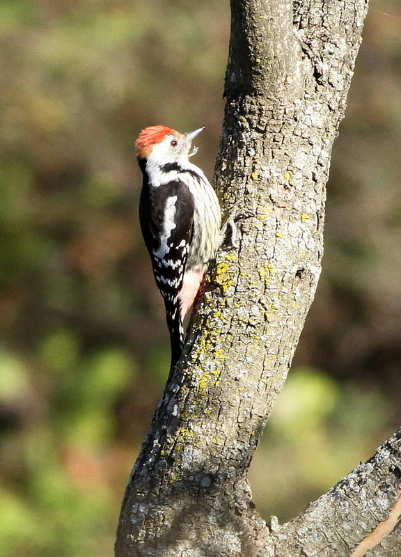 Middle Spotted Woodpecker