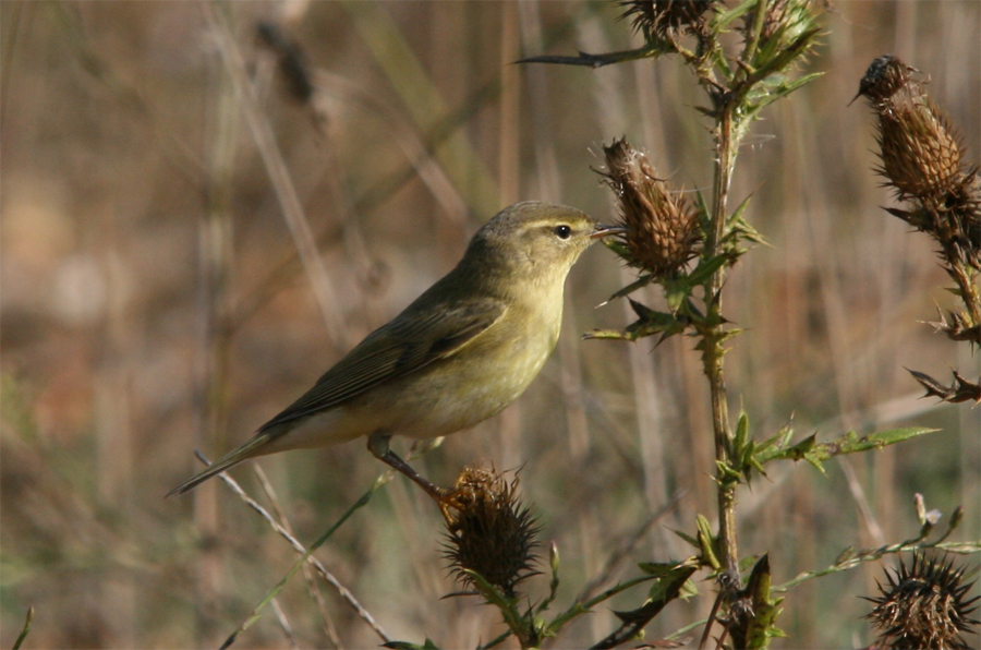 Willow Warbler