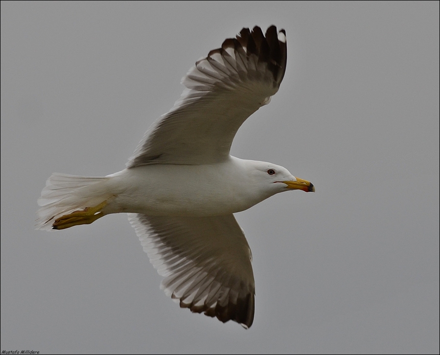 Armenian Gull