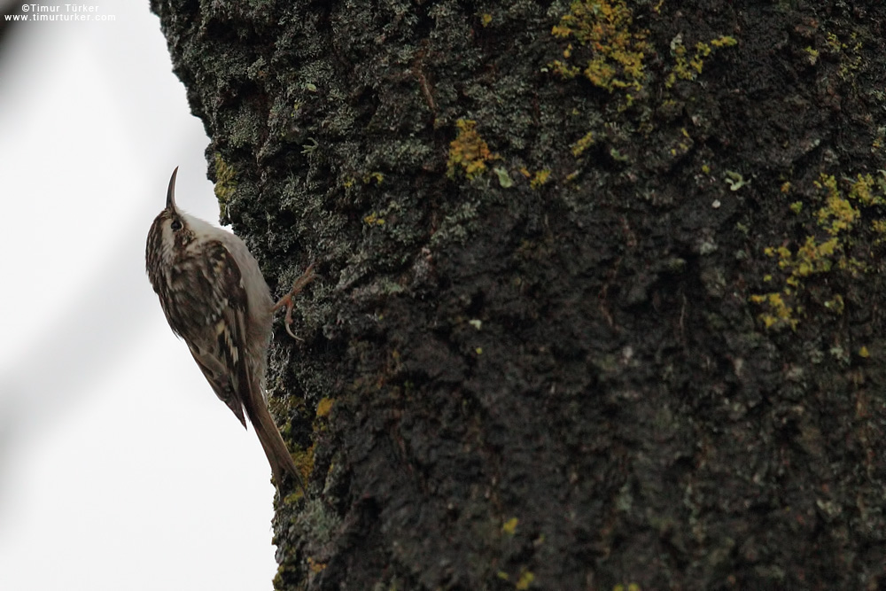 Eurasian Treecreeper