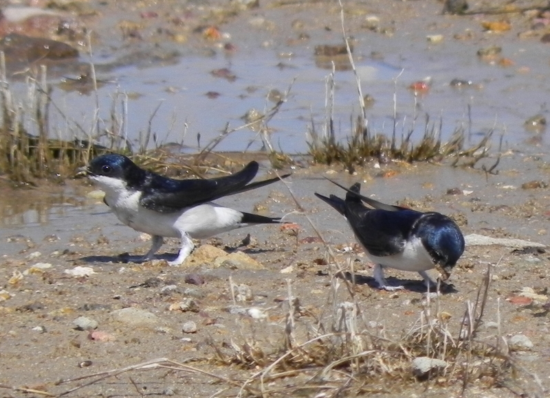 Common House Martin