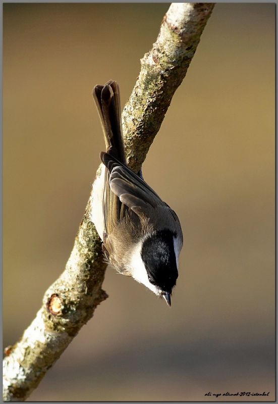 Marsh Tit