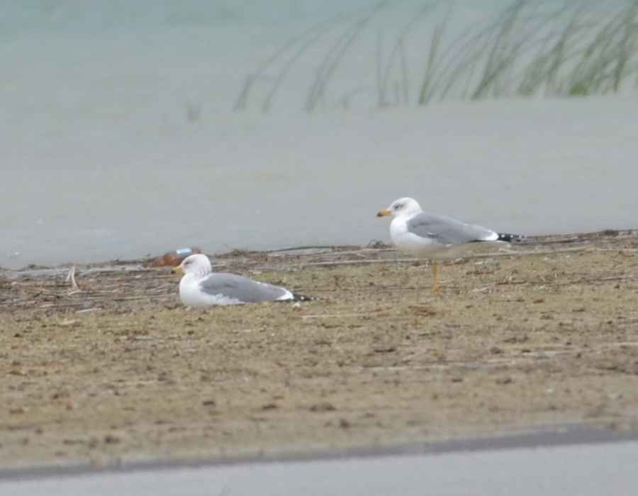 Armenian Gull
