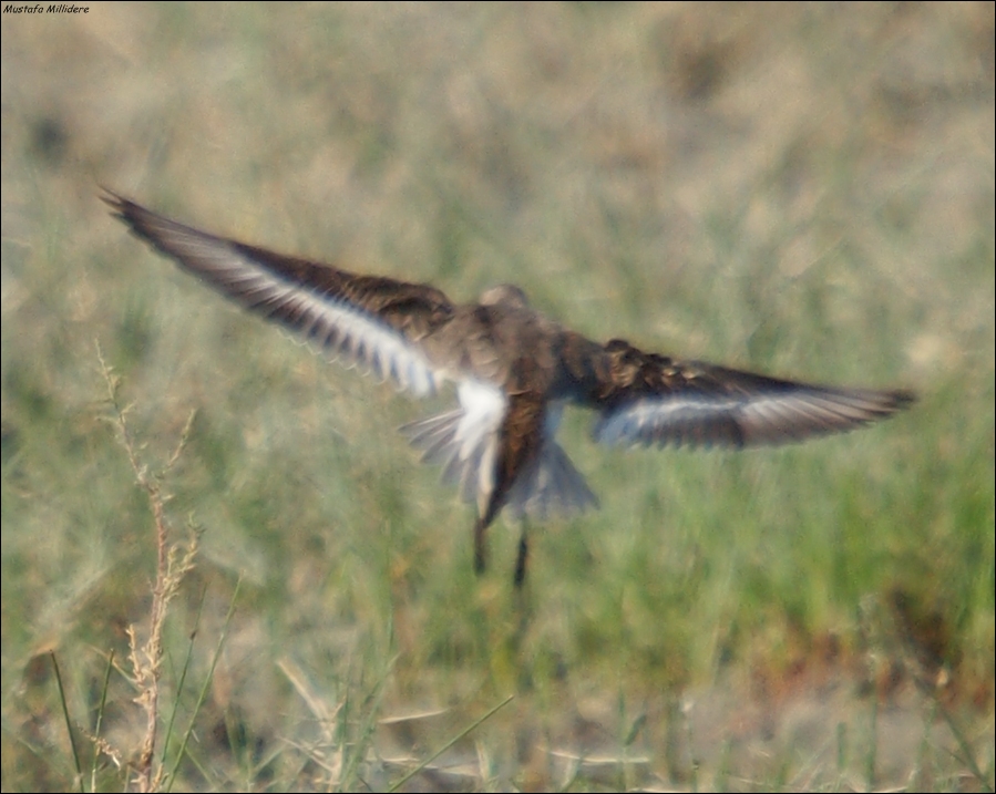Temminck`s Stint