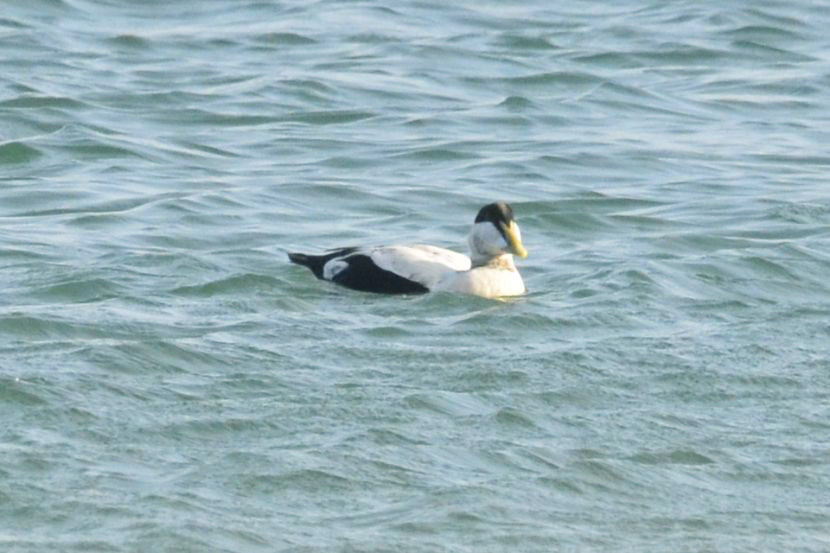 Common Eider