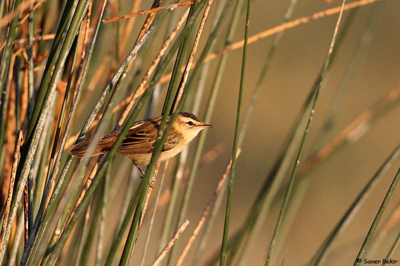 Sedge Warbler