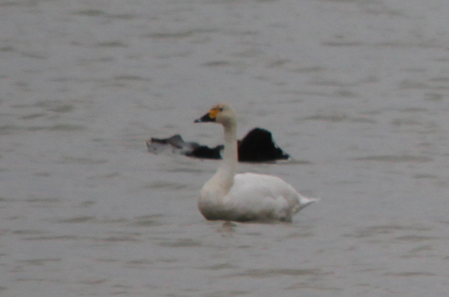 Tundra Swan