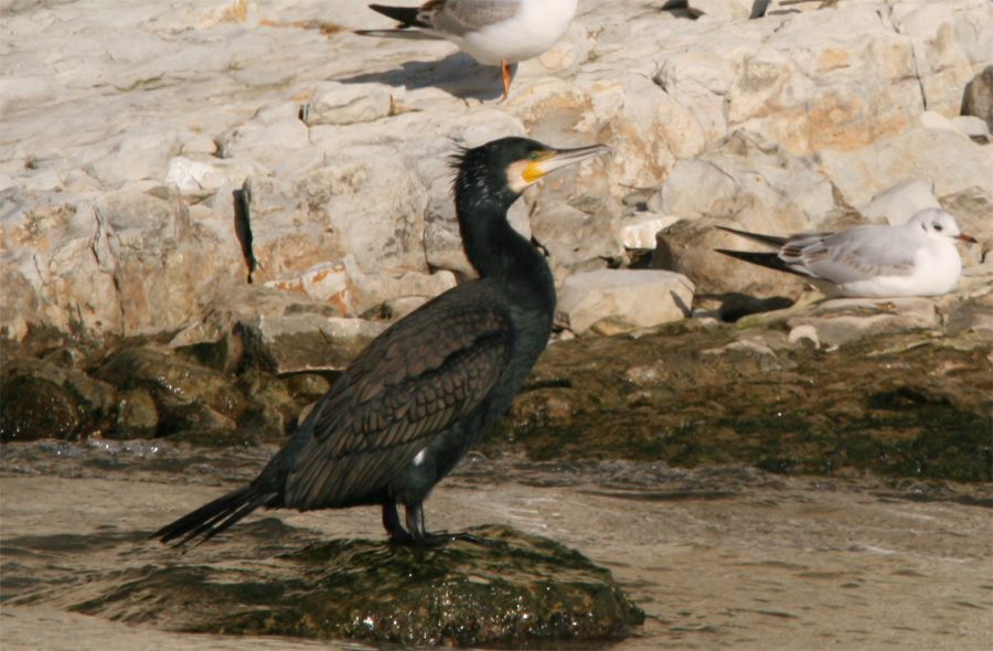 Great Cormorant