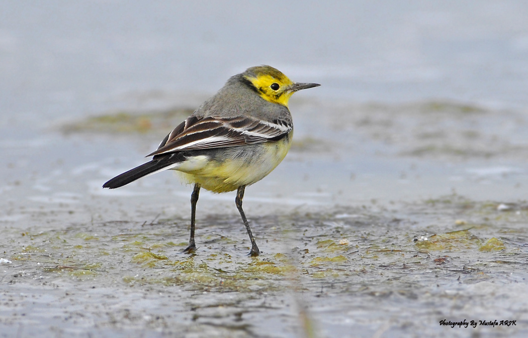 Citrine Wagtail