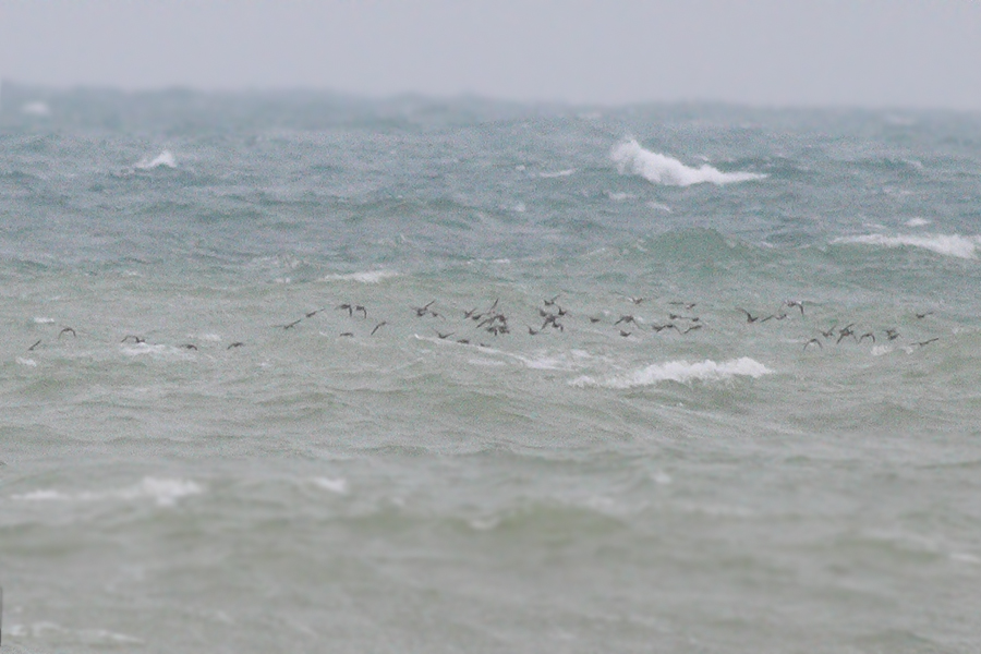 Yelkouan Shearwater