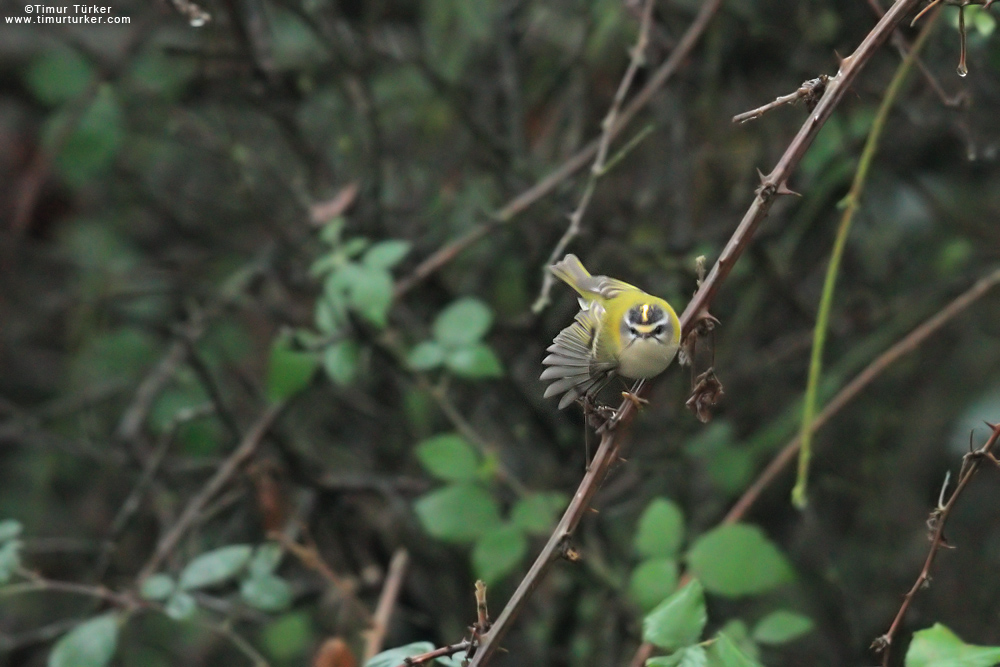 Common Firecrest