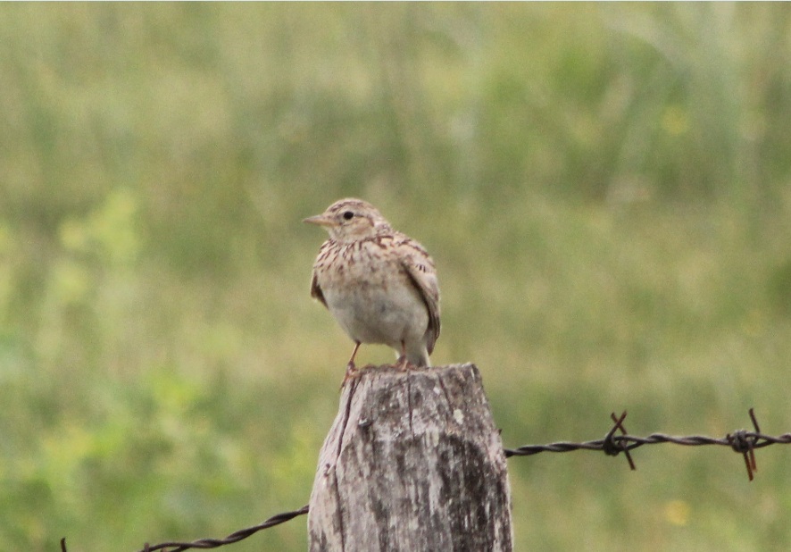 Eurasian Skylark
