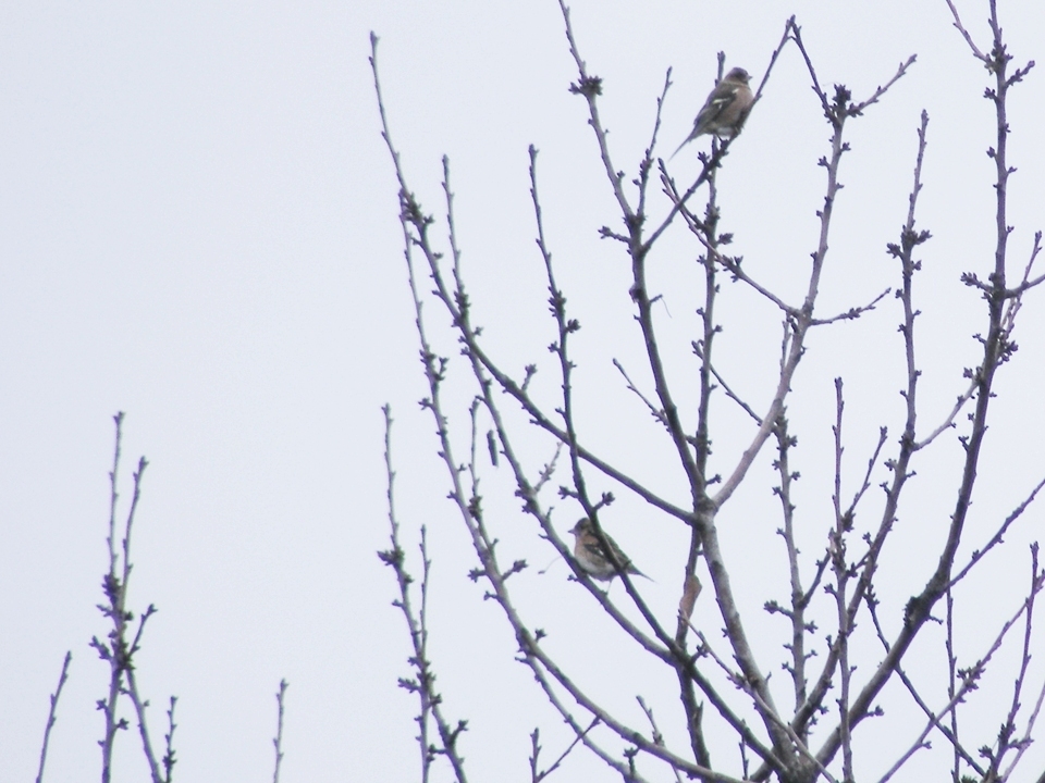 Brambling