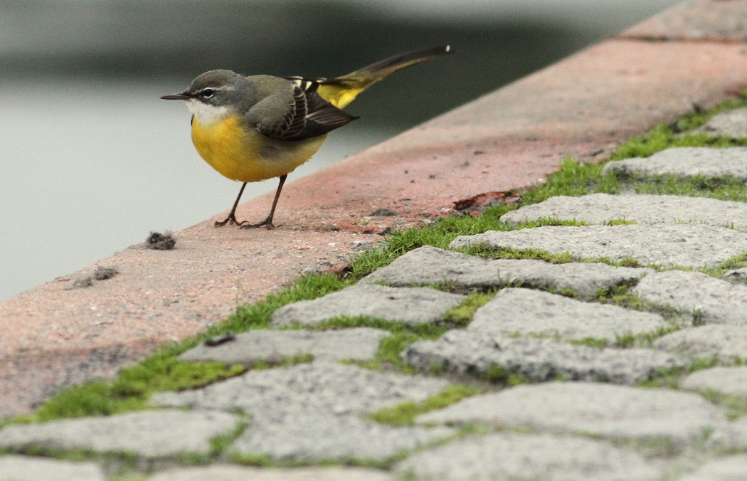Grey Wagtail