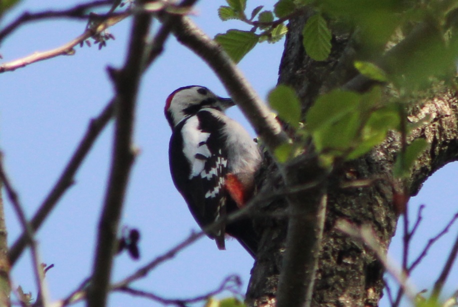 Syrian Woodpecker