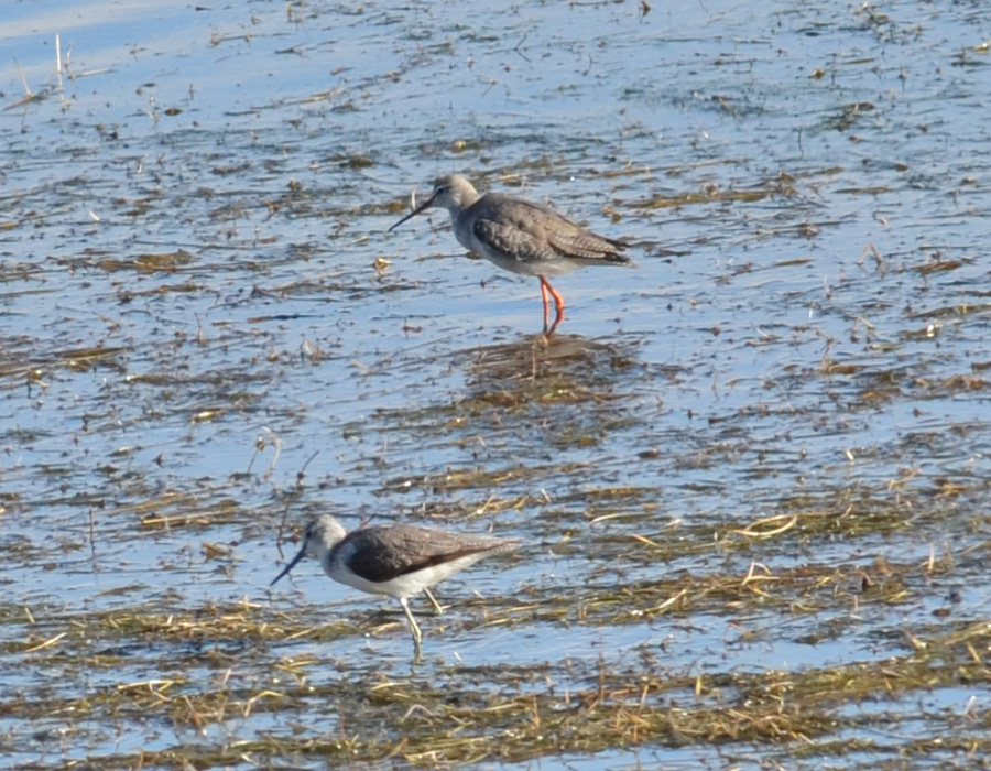 Spotted Redshank