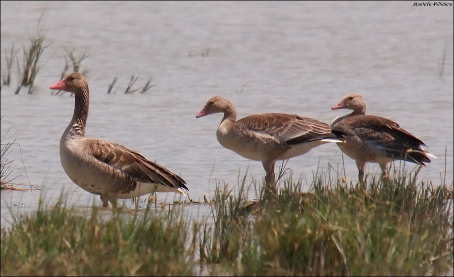 Greylag Goose