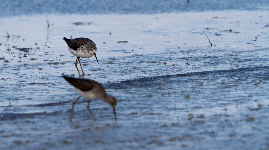 Marsh Sandpiper
