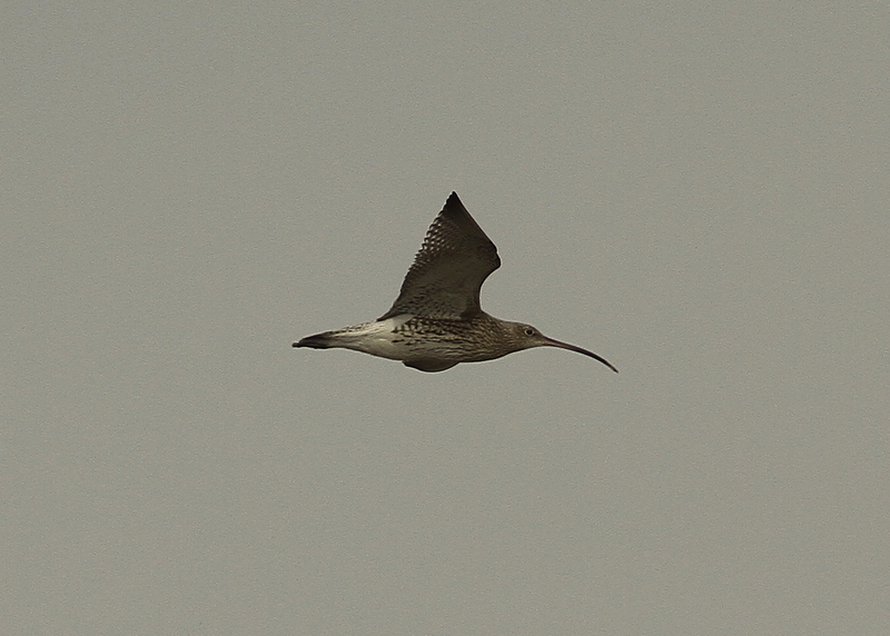 Eurasian Curlew