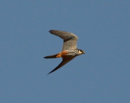 Eurasian Hobby