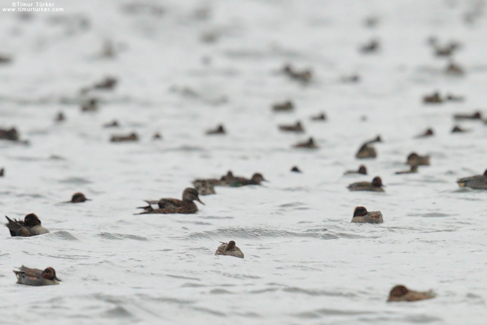 Gadwall