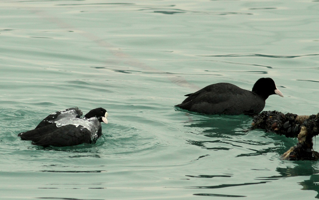 Eurasian Coot