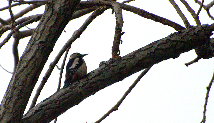 Syrian Woodpecker