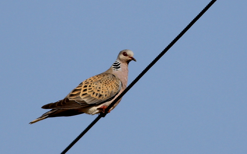 European Turtle Dove