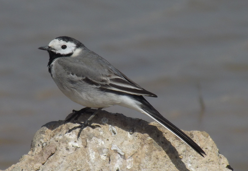 White Wagtail