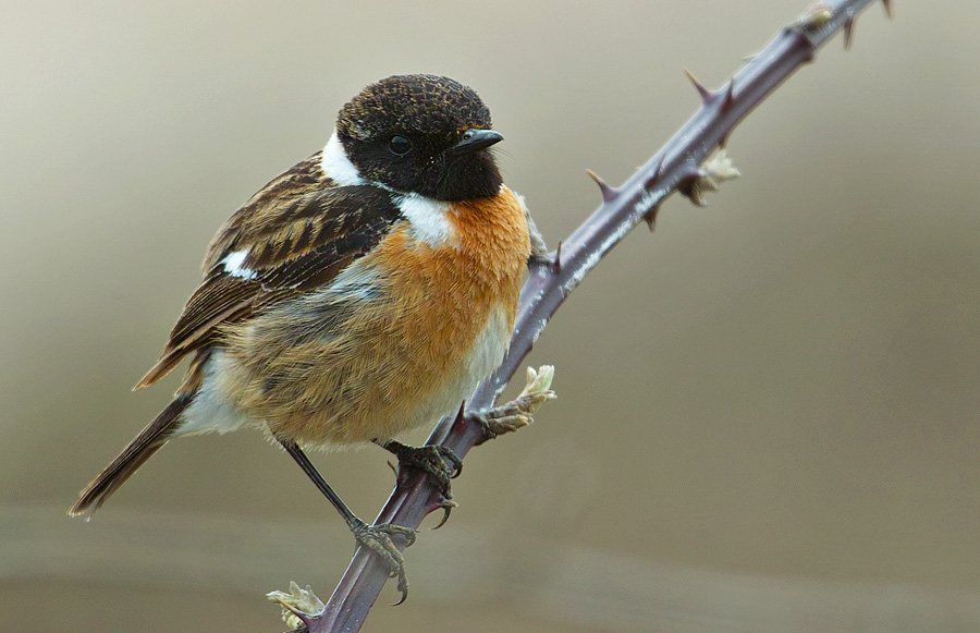 European Stonechat