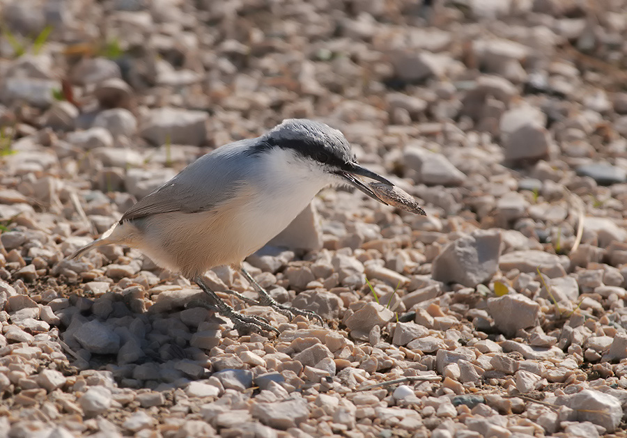 Western Rock Nuthatch