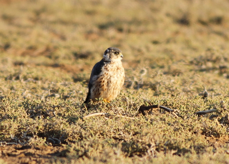 Merlin