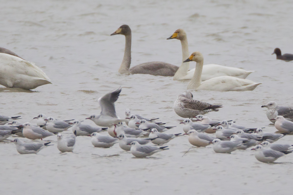 Tundra Swan