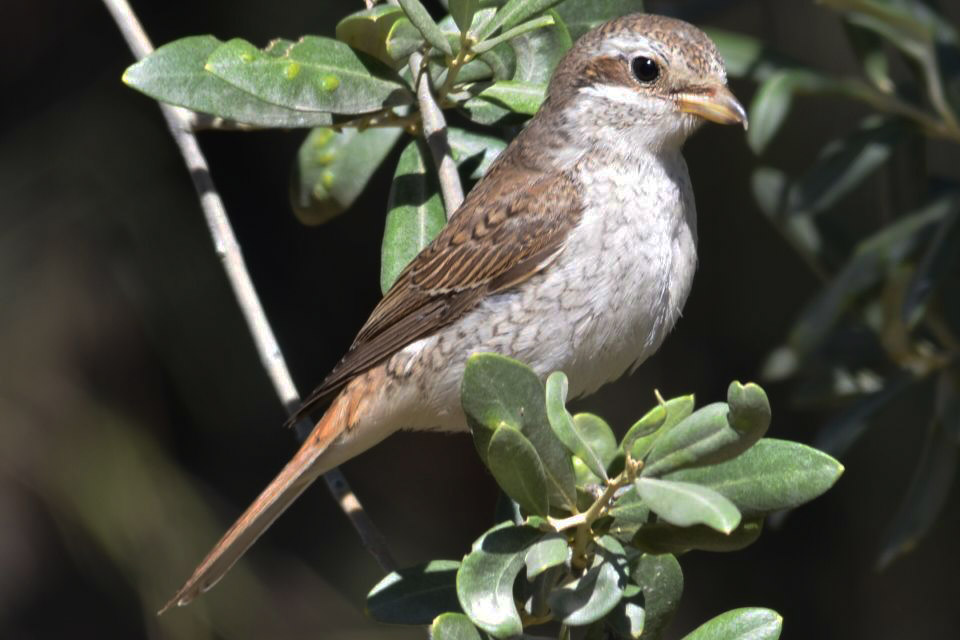 Red-backed Shrike