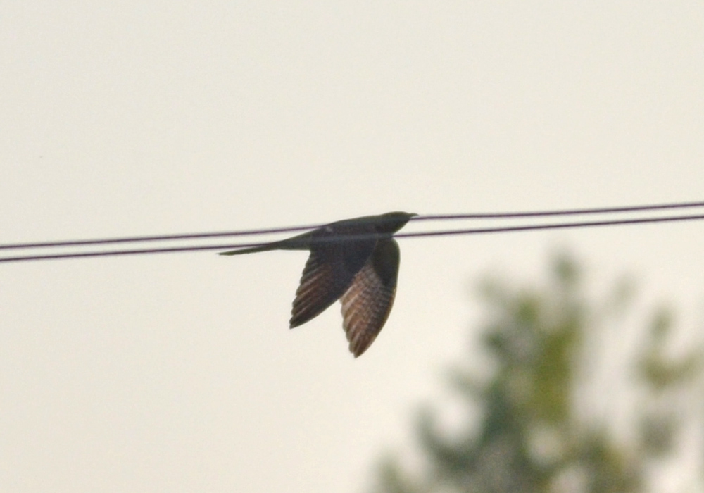 Common Cuckoo