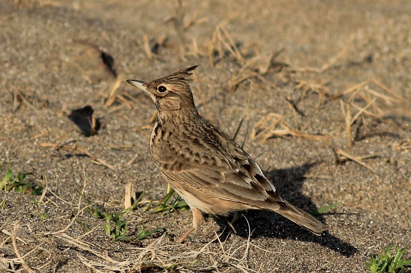 Crested Lark