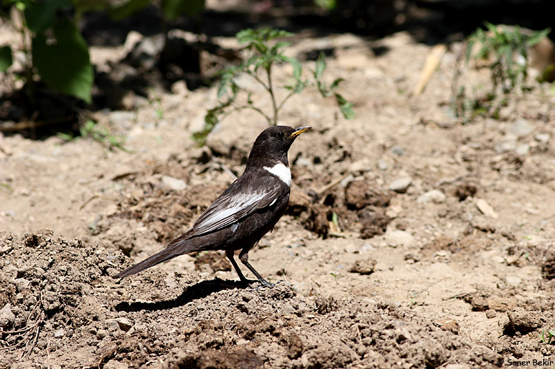 Ring Ouzel