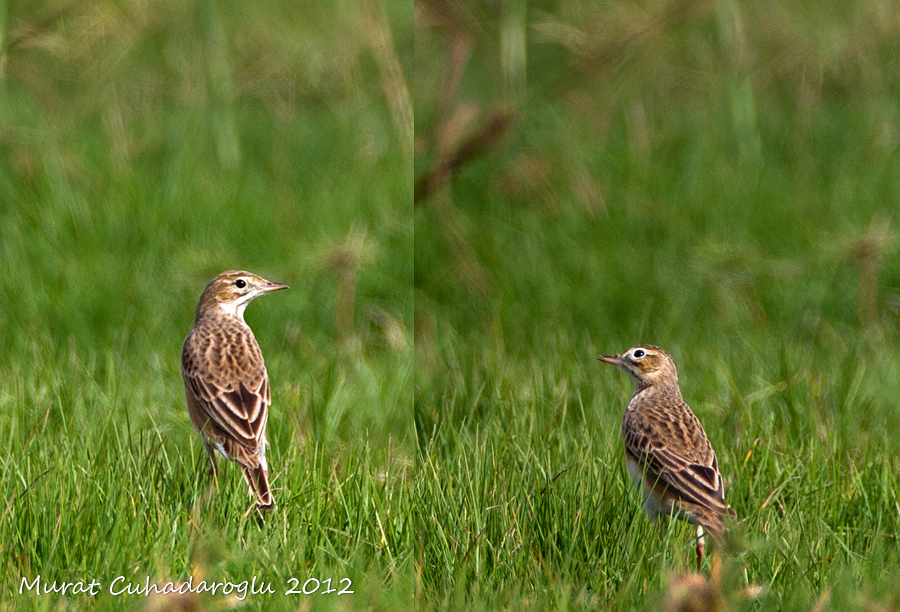 Blyth`s Pipit