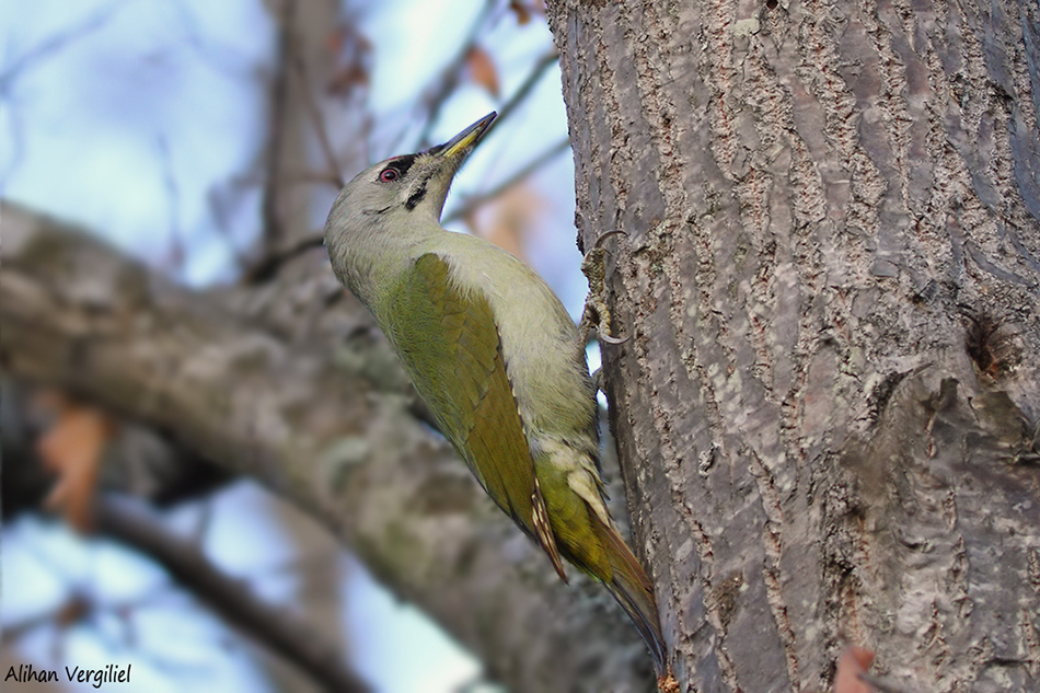 Grey-headed Woodpecker