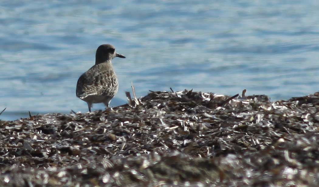 Grey Plover