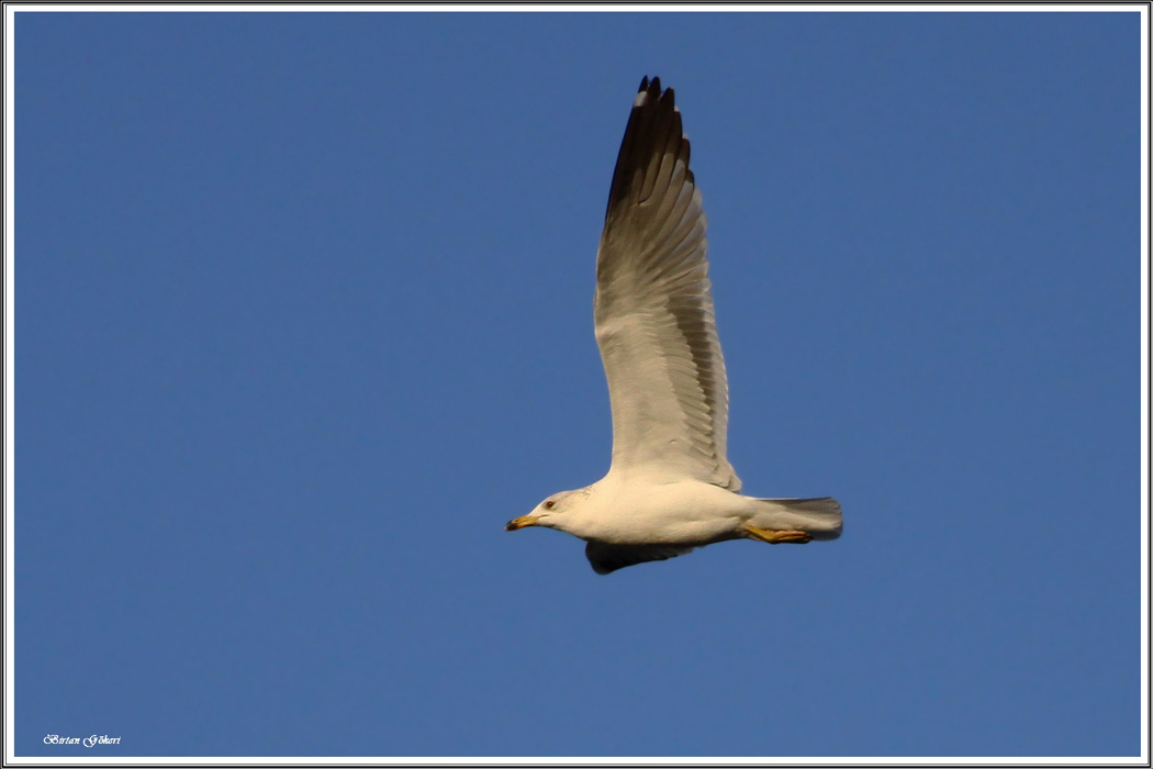 Armenian Gull