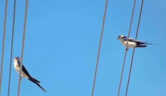 Red-rumped Swallow