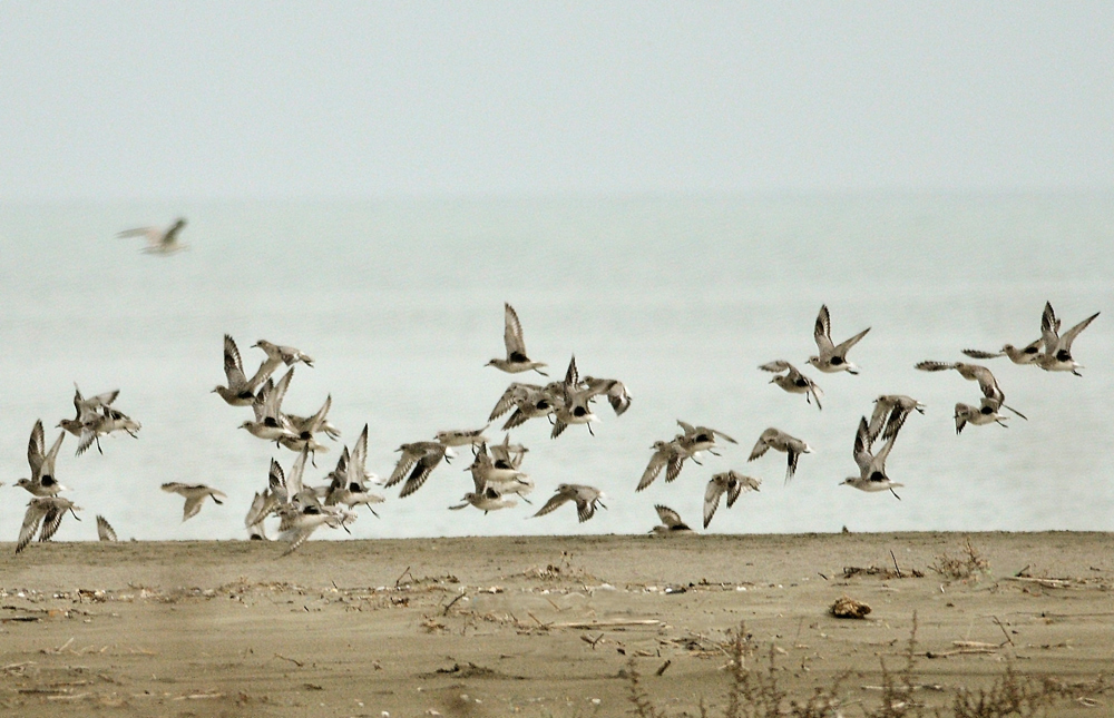 Grey Plover
