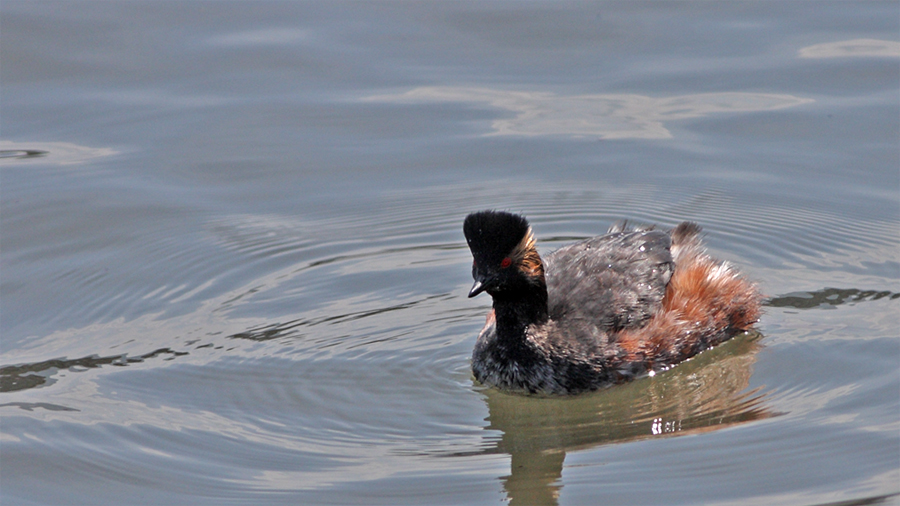 Black-necked Grebe