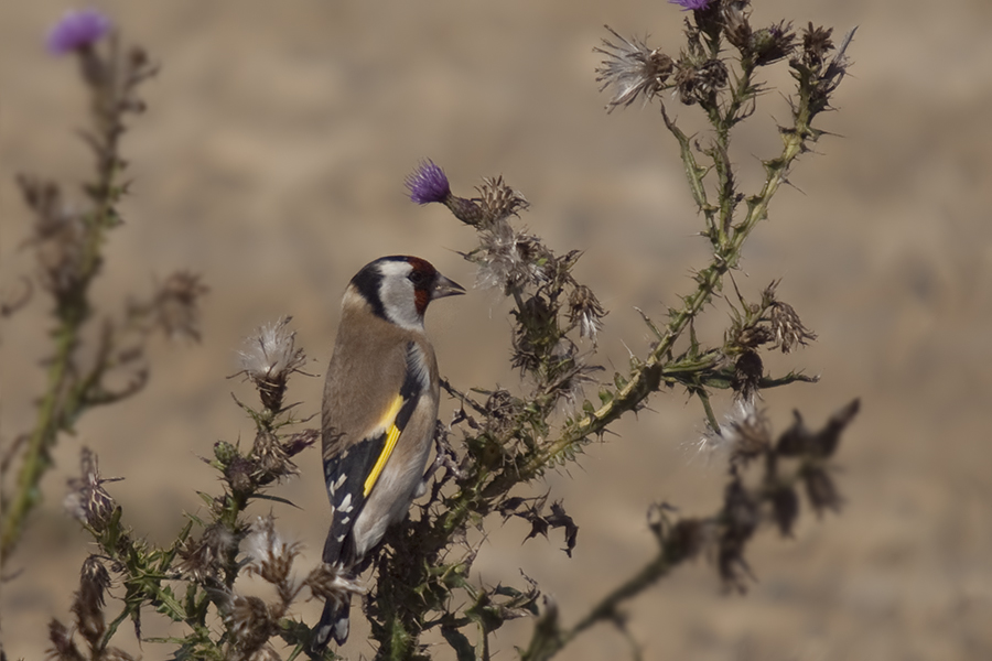 European Goldfinch