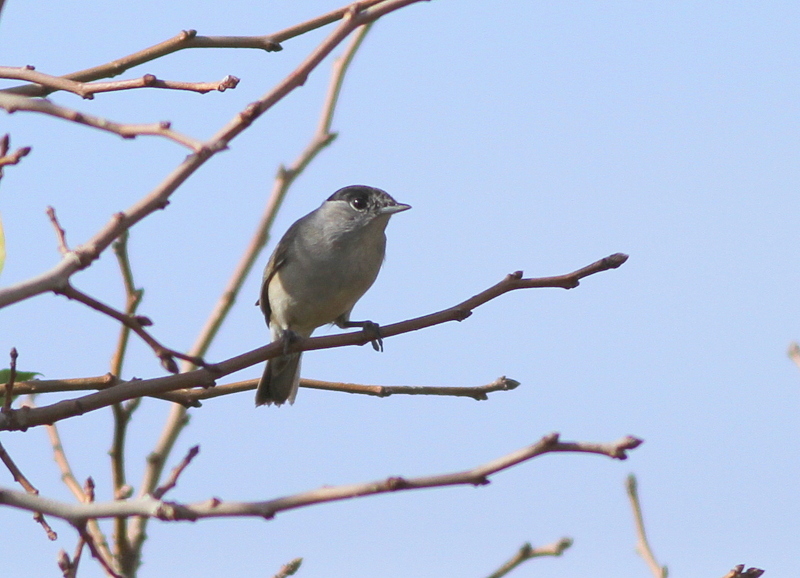 Eurasian Blackcap