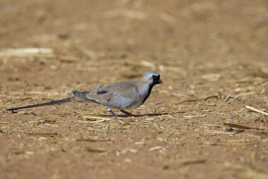 Namaqua Dove