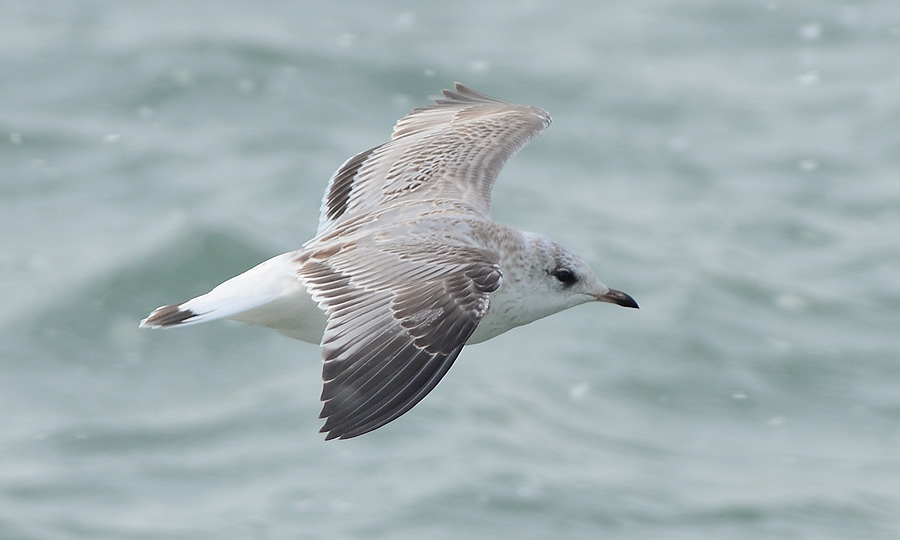 Common Gull