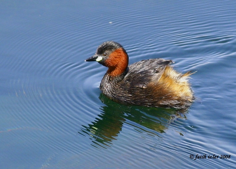 Little Grebe