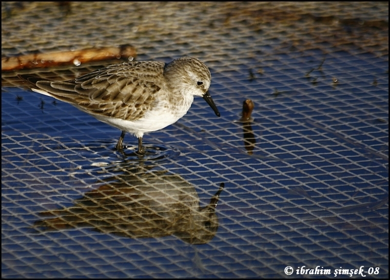 Little Stint